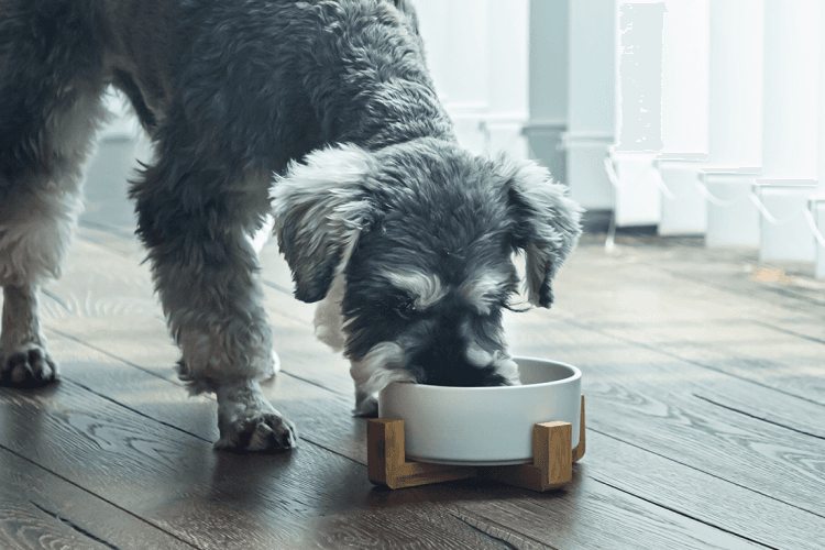 OBREMOを食べている犬